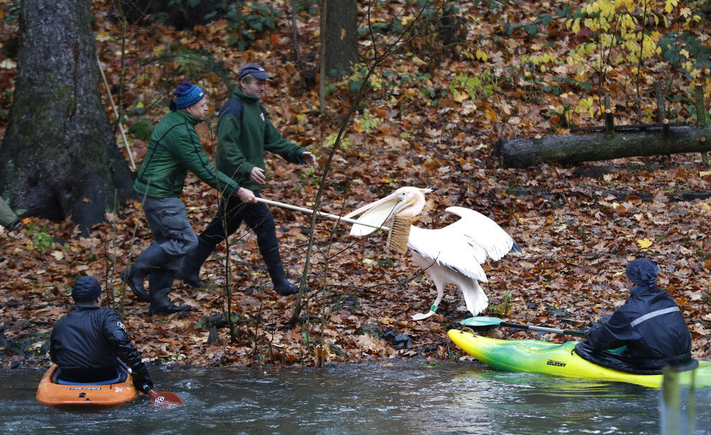 Curators catch a pelican